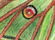 Spanish moon moth (Actias isabellae or Graellsia isabellae)