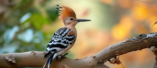 Canvas Print - A colorful hoopoe bird sits perched on top of a tree branch, showcasing its majestic beauty.