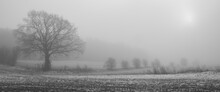 Single Oak Tree With Bare Branches On A Harvested Stupple Field In The Fog In Winter, Black And White