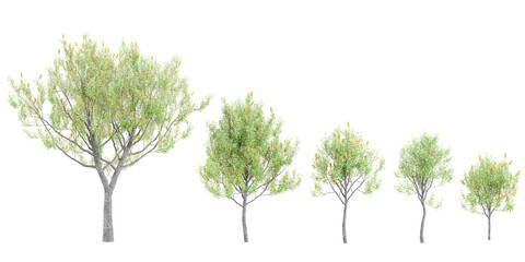 Poster - Coast banksia trees with transparent background, 3D rendering, for illustration, digital composition, architecture visualization