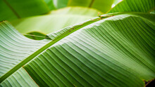 Montreal, Canada - Feb. 20 2022: Broad Palm Trees Leaves In Botanic Garden Of Montreal