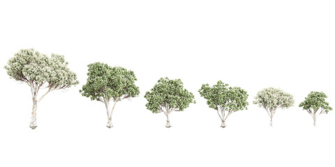 flax-leaved paperbark trees cutout backgrounds 3d rendering png