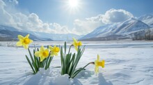 A Vibrant Cluster Of Daffodils Emerging Through A Snow-covered Landscape With Distant Snow-capped Mountains And A Clear Blue Sky