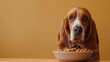 Perro basset hound con plato de comida