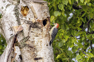 Wall Mural - The red-belied woodpecker (Melanerpes carolinus)