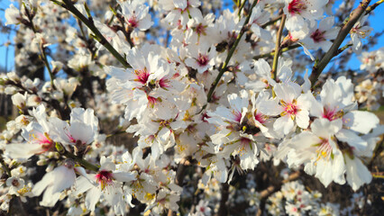 Wall Mural - beautiful branches of a blooming almond tree in early spring