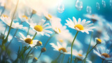 Fototapeta Tulipany - Illustration of simple daisy