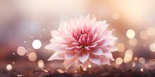 Dreamy Bokeh Lighting Surrounding A Beautiful Pink Dahlia Bloom. Concept Floral Photography, Bokeh Lighting, Pink Dahlia, Dreamy Aesthetic