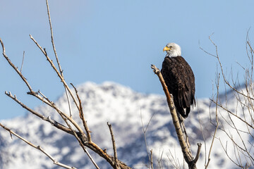 eagle in a tree