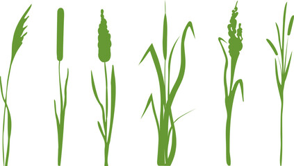 Wall Mural - Image of a green reed,grass or bulrush on a white background.Isolated vector drawing.Black grass graphic silhouette.