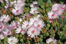 Oscularia Deltoides Is A Succulent Plant