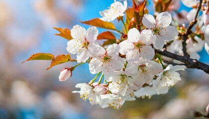 Poster - branch of the blossoming sakura with white flowers japanese hanami festival time when people enjoy sakura blossom cherry blossoming season in japan