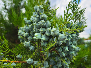 Wall Mural - thuja branches with young fruits