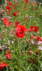 Wall Mural - beautiful bright red poppies and other flowers