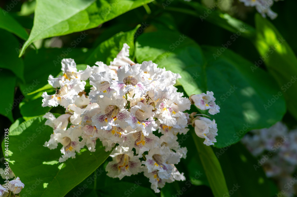 Catalpa bignonioides indian-bean-tree medium sized deciduous ornamental flowering tree, white flowers in bloom on branches