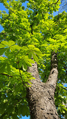 Wall Mural - large chestnut tree with fresh bright green foliage, bottom to top view