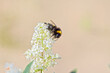 Bumblebee pollinating white flower