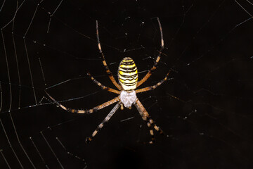 spider on a web