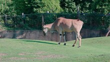 Profile Slow Motion View Of Eland Taurotragus Oryx Shaking Its Head And Tail