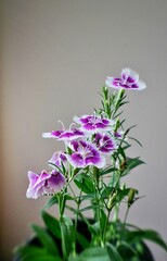 Canvas Print - Small cluster of Turkish cloves in a vase against a white wall