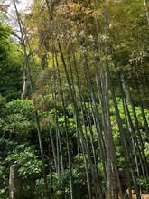 Vibrant Green Foliage Of Tall Bamboo Growing Vertically, Reaching For The Sky