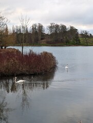 Poster - Scenic view of swans swimming in a serene lake in a park on a cloudy day