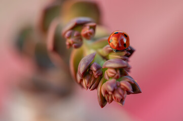 Wall Mural - Detail of a red ladybug on the leaves of a succulent plant