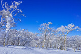 Fototapeta Dziecięca - 真冬の快晴の日本北海道のルスツスキー場、霧氷と青空
