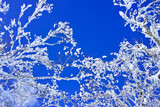 Fototapeta Dziecięca - 雪山の霧氷と青空

