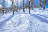 Fototapeta Dziecięca - 真冬の快晴の日本北海道のルスツスキー場、オフピステの景観
