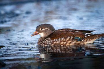 Canvas Print - Duck swimming in shallow water with other ducks watching