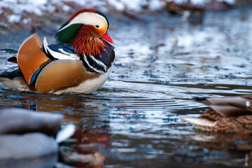 Poster - Ducks swimming near r9ocks in a pond