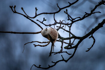 Poster - Bird perched on a branch gazes up at the sky