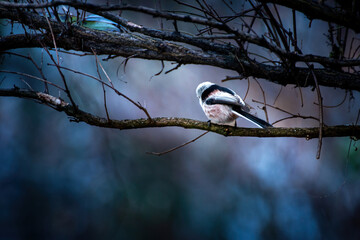 Poster - a black - capped bird sitting on top of a tree branch