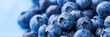 closeup blueberry background 