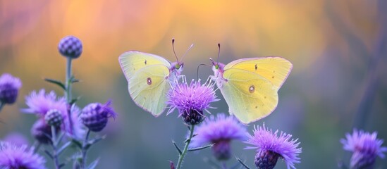 Poster - Beautiful yellow butterfly perching delicately on vibrant purple flower in a dazzling meadow