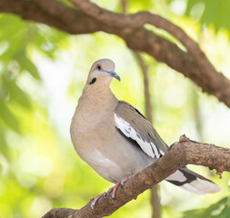 Wall Mural - White-winged Dove closeup in a tree in Costa Rica