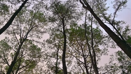 Sticker - Pine tree tops with sky at Mae Taeng Pine Garden, Chiangmai.