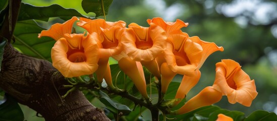 Poster - Beautiful blooming orange flowers on a vibrant tree in a botanical garden