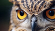 owl pictures
