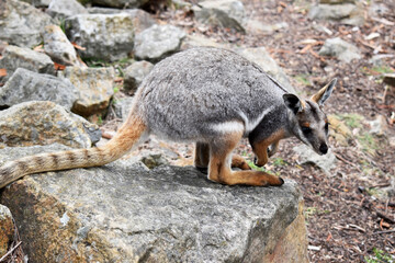 The Yellow-footed Rock-wallaby is brightly coloured with a white cheek stripe and orange ears. It is fawn-grey above with a white side-stripe, and a brown and white hip-stripe.