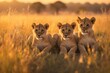 Groups of lion cubs playfully interact in the golden glow of the setting sun