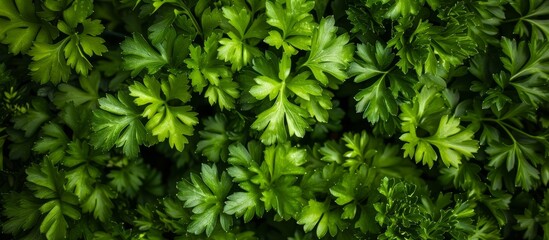 Wall Mural - A lush close up of fresh green parsley leaves in a bunch, nature's bounty