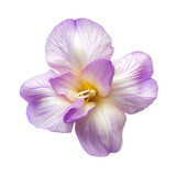 top view of a single freesia flower isolated on a white background