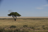 Fototapeta Sawanna - a flock of weaver birds land on a single tree in the etosha pan