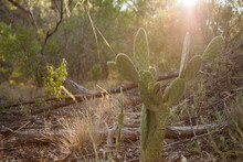 Prickly Pear Weeds In Bushland With Sunray Shining Over Them