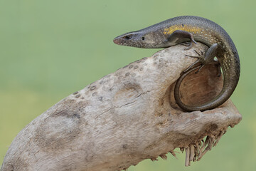 Wall Mural - A common sun skink is sunbathing on a dry tree trunk before starting its daily activities. This reptile has the scientific name Mabouya multifasciata.