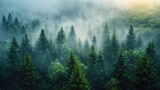 Fototapeta Sypialnia - trees and pine forest on mountain with autumn colors in misty fog