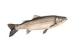© Kamrul - Pollock, saithe or coalfish isolated on transparent or white background, png