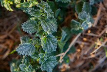 Stinging Nettle Covered In White Frost In Winter